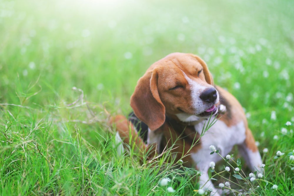 O carrapato de cachorro pode causar sintomas como coceira