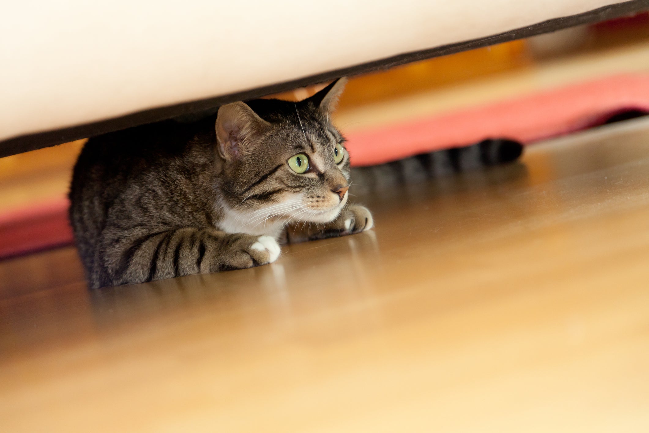 Se o gato tem medo de fogos, ele provavelmente vai tentar se esconder pela casa, como embaixo da cama