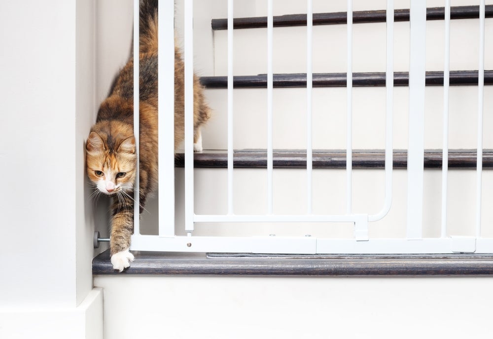 Como acalmar gato estressado: nos primeiros dias, não deixe o animal solto pela casa