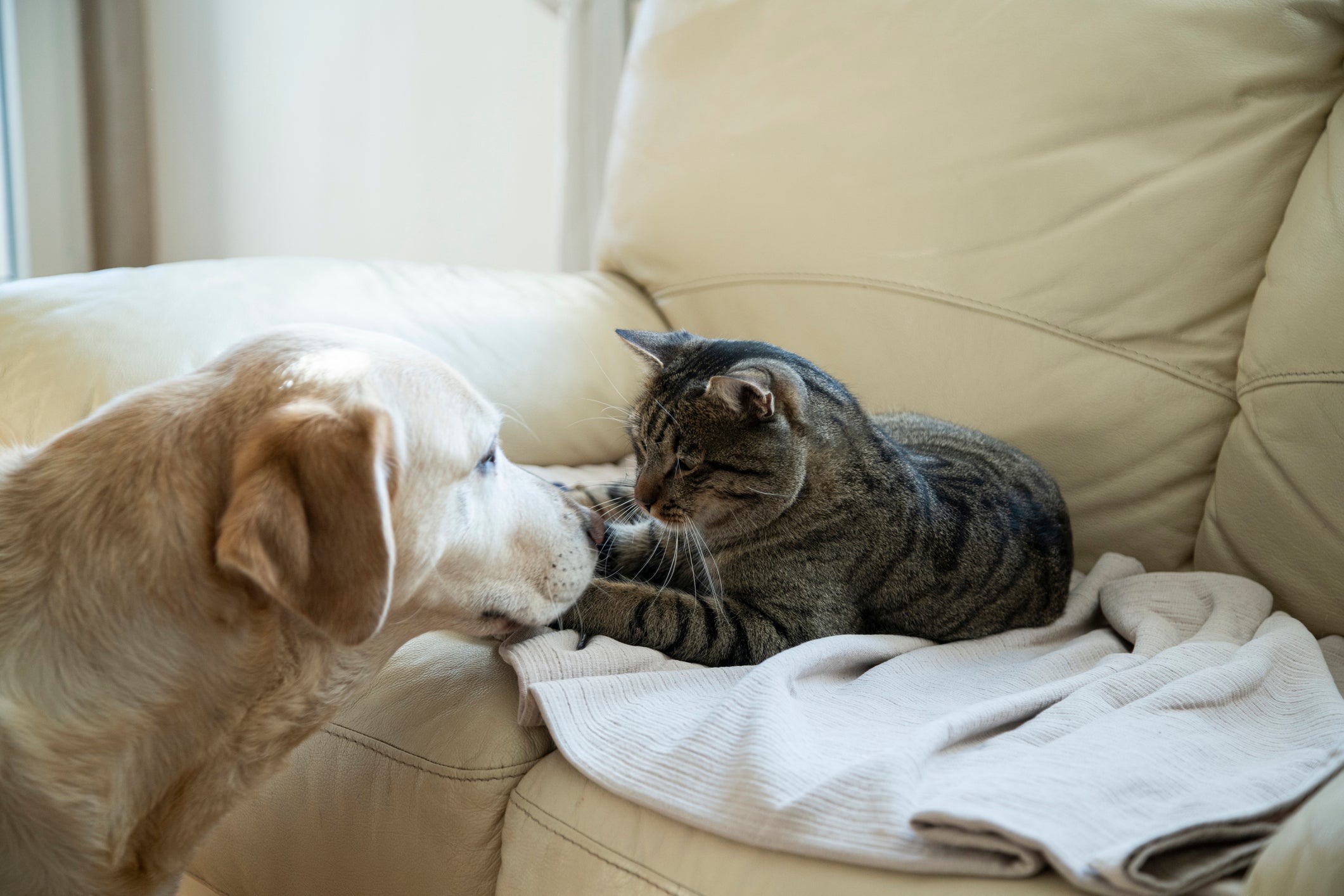 Saber como acostumar cachorro com gato é fundamental para estabelecer uma relação saudável entre eles