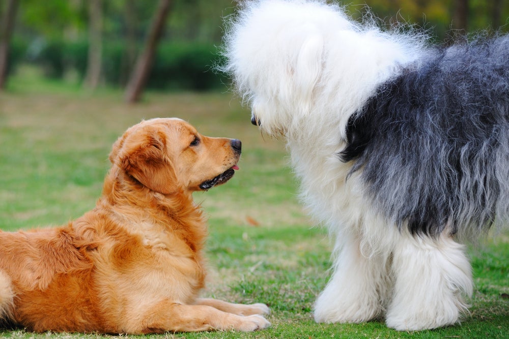 Solte os cães da guia e deixe que conversem livremente