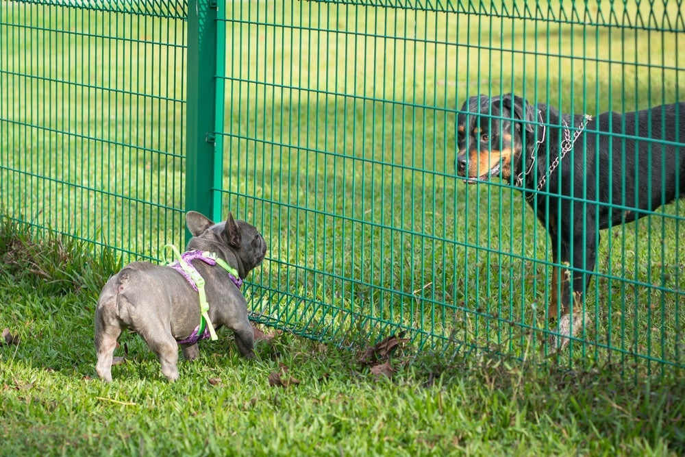 O melhor jeito de como acostumar um cachorro com outro é começar com uma certa distância
