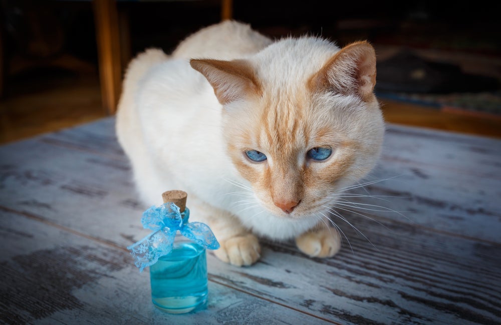 Os feromônios para gato são ótimas terapias para tranquilizar o pet na casa nova