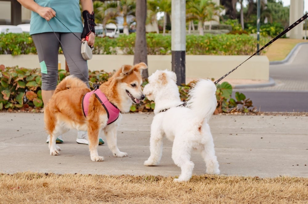 Na hora de socializar cachorros, deixe que os cães se cheirem um pouco antes de soltá-los da guia