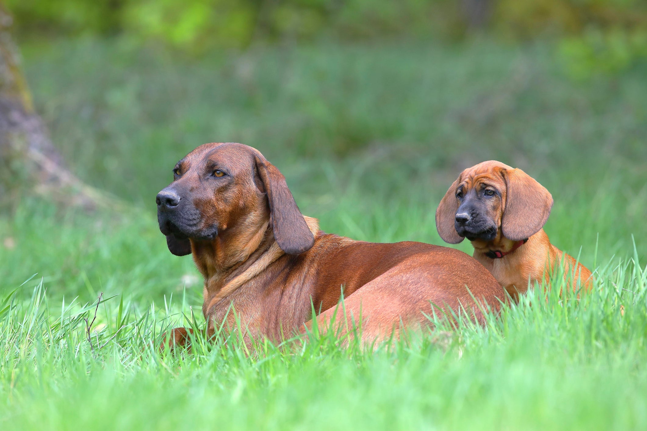 Na hora da adaptação de cachorros com outros cachorros, é importante respeitar os limites de cada um