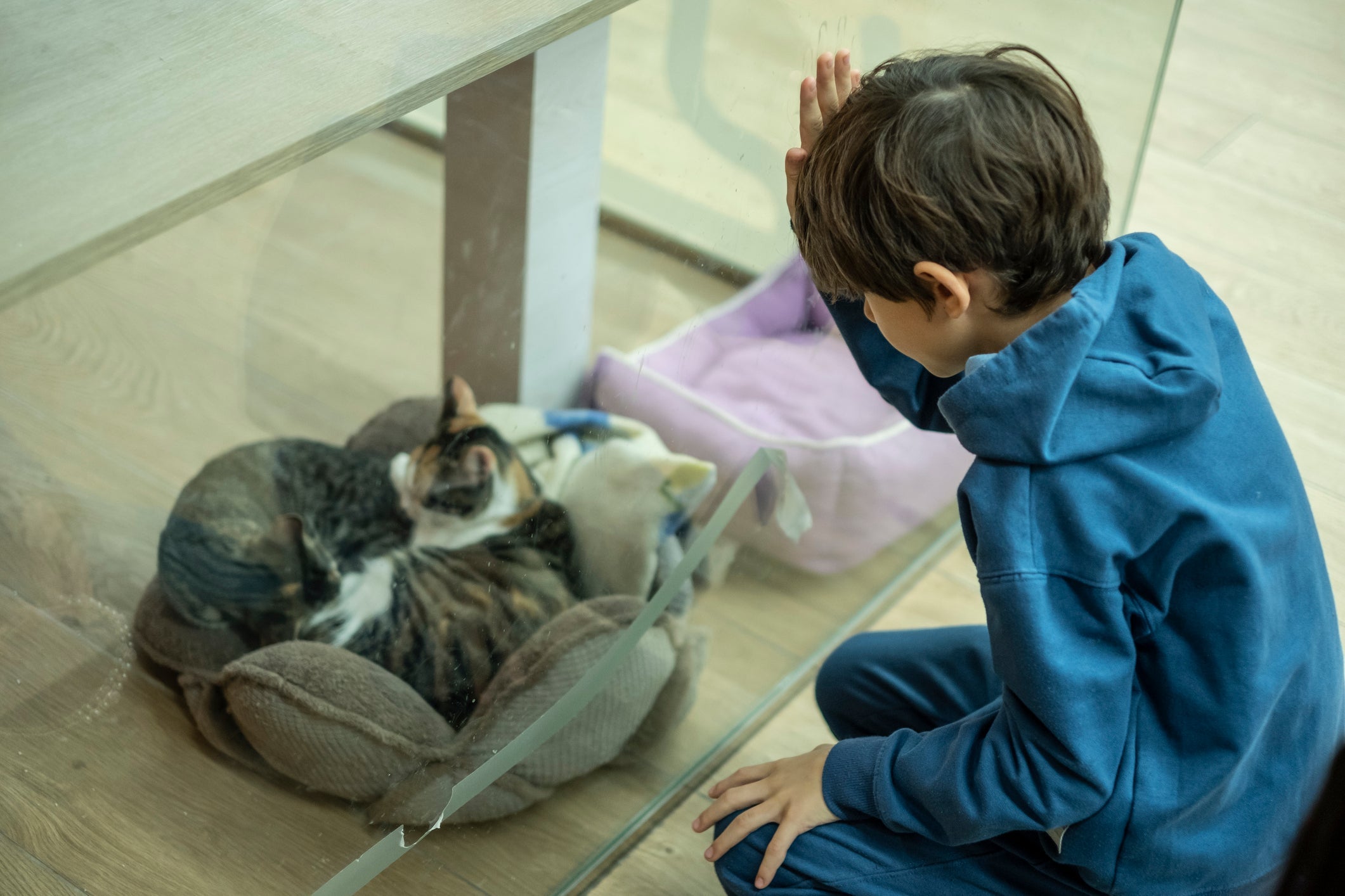 Escolher um gatil de confiança é fundamental para adquirir gatos de raça com segurança