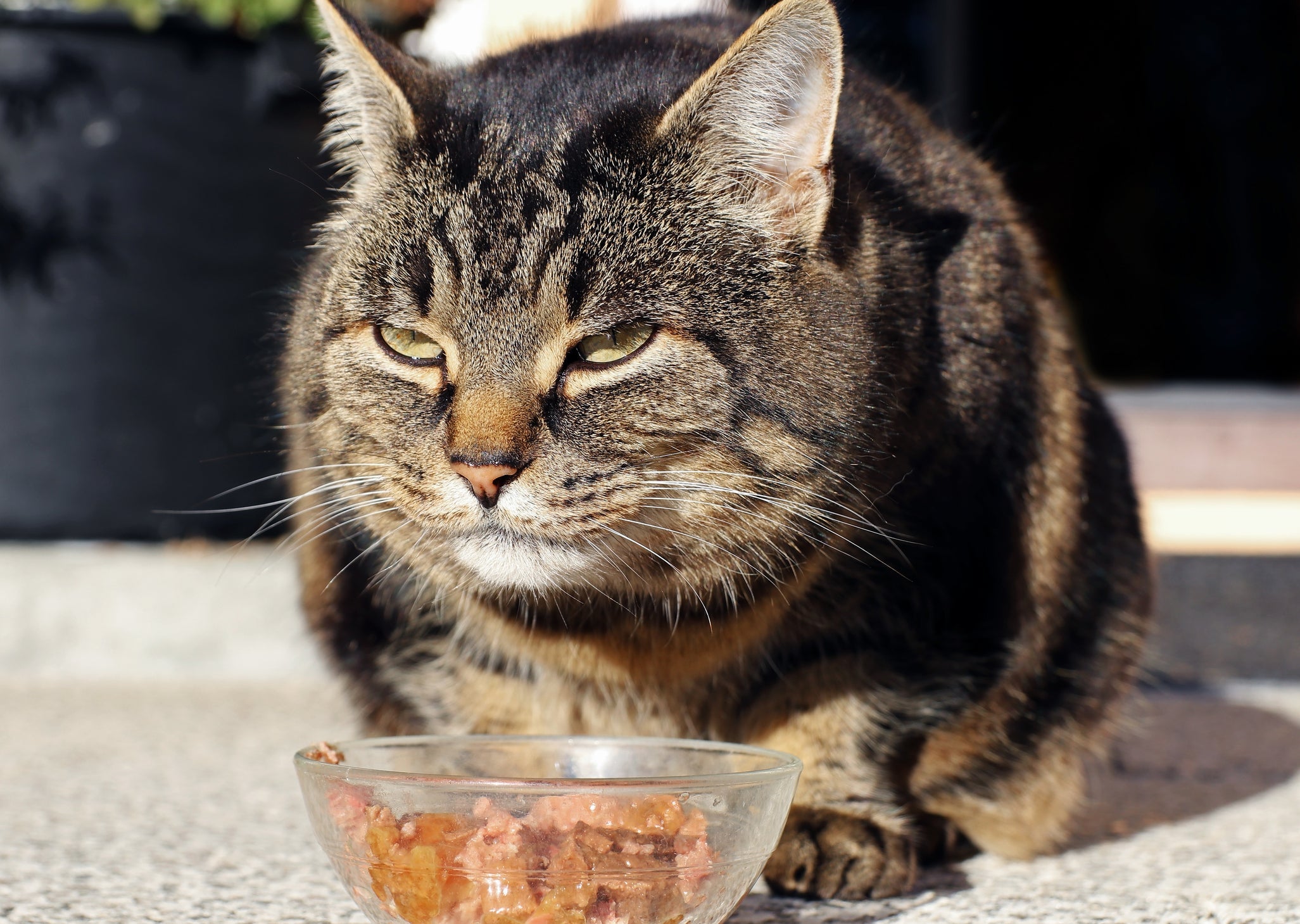 A ração para gatos obesos têm uma menor quantidade de carboidratos e deve fazer parte da dieta do animal