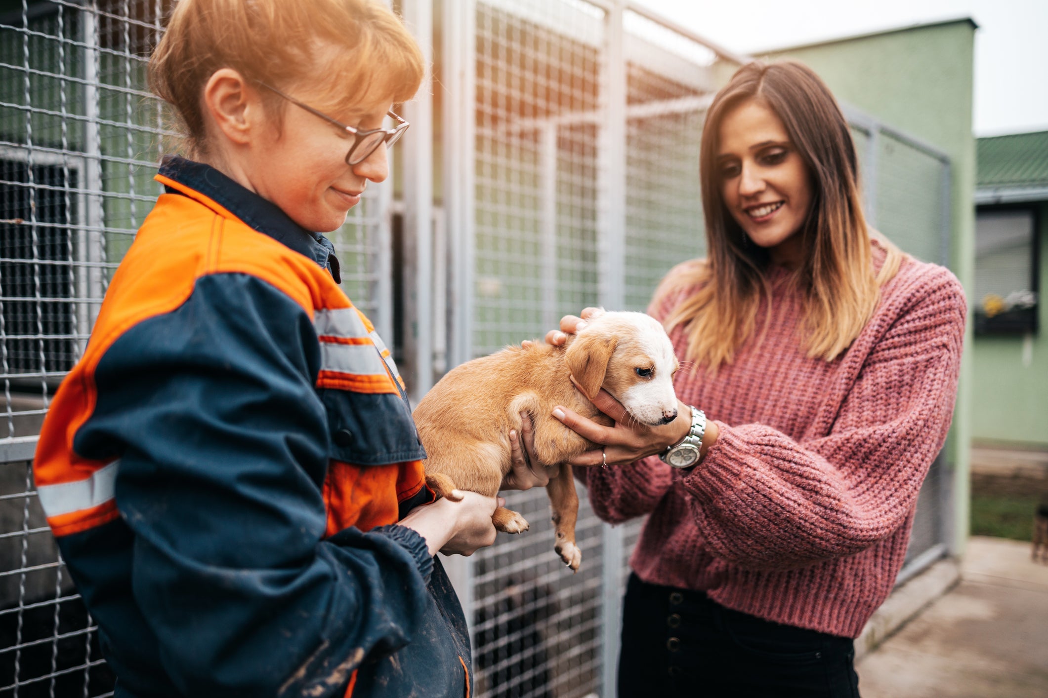 O apadrinhamento de animais abandonados é uma alternativa de grande ajuda