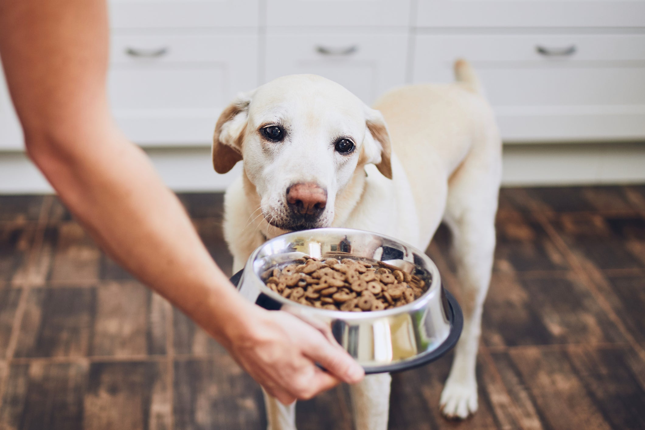 Controle da alimentação é a principal medida para ajudar um cachorro obeso a perder peso