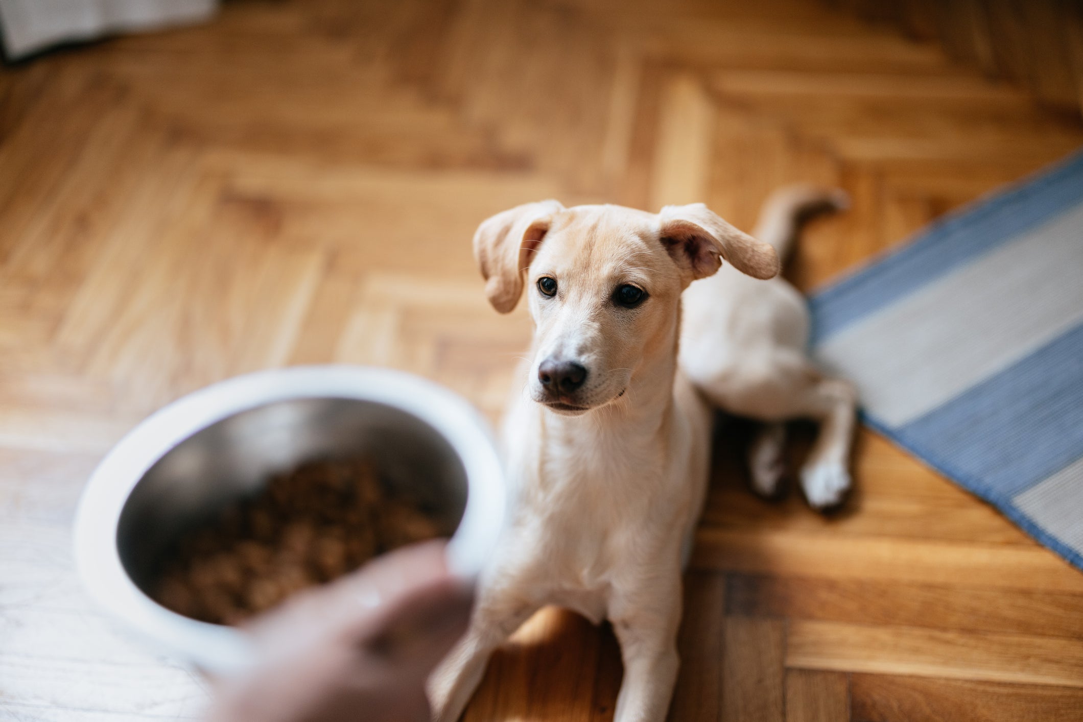 O cachorro com doença do carrapato sente menos fome e é importante saber como estimular o apetite