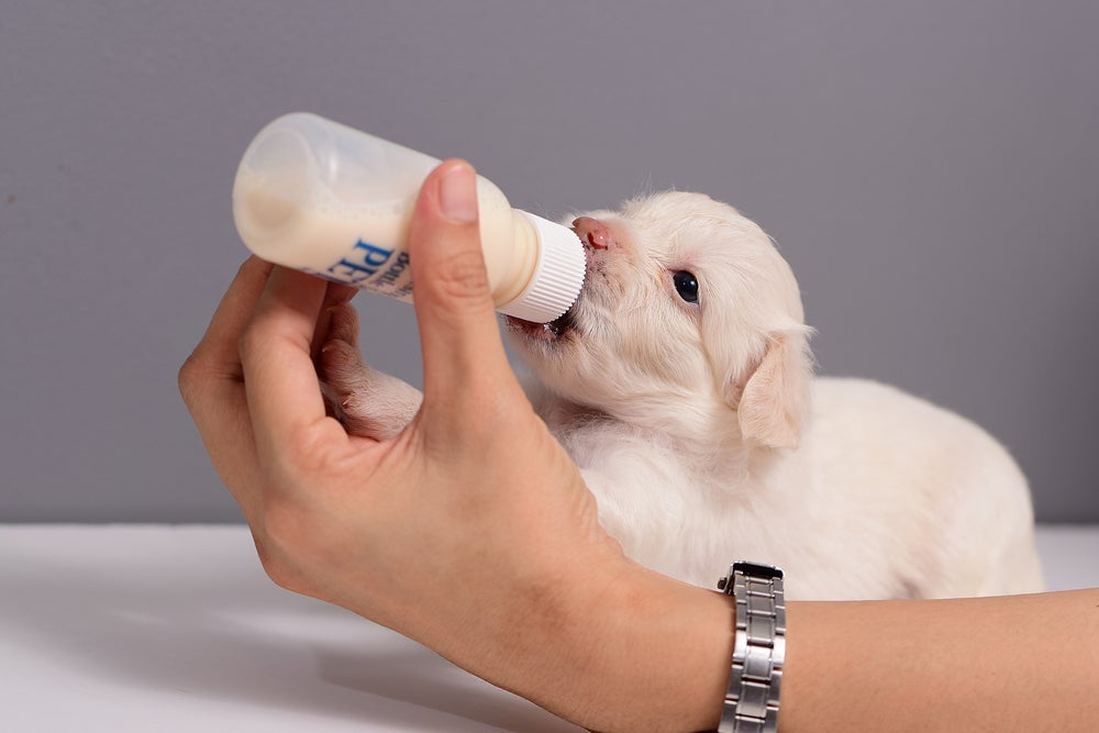 Como amamentar filhote de cachorro: a mamadeira ajuda bastante no processo