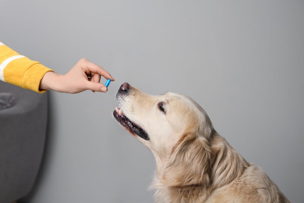 O remédio para aumentar a imunidade do cachorro deve ser prescrito pelo veterinário