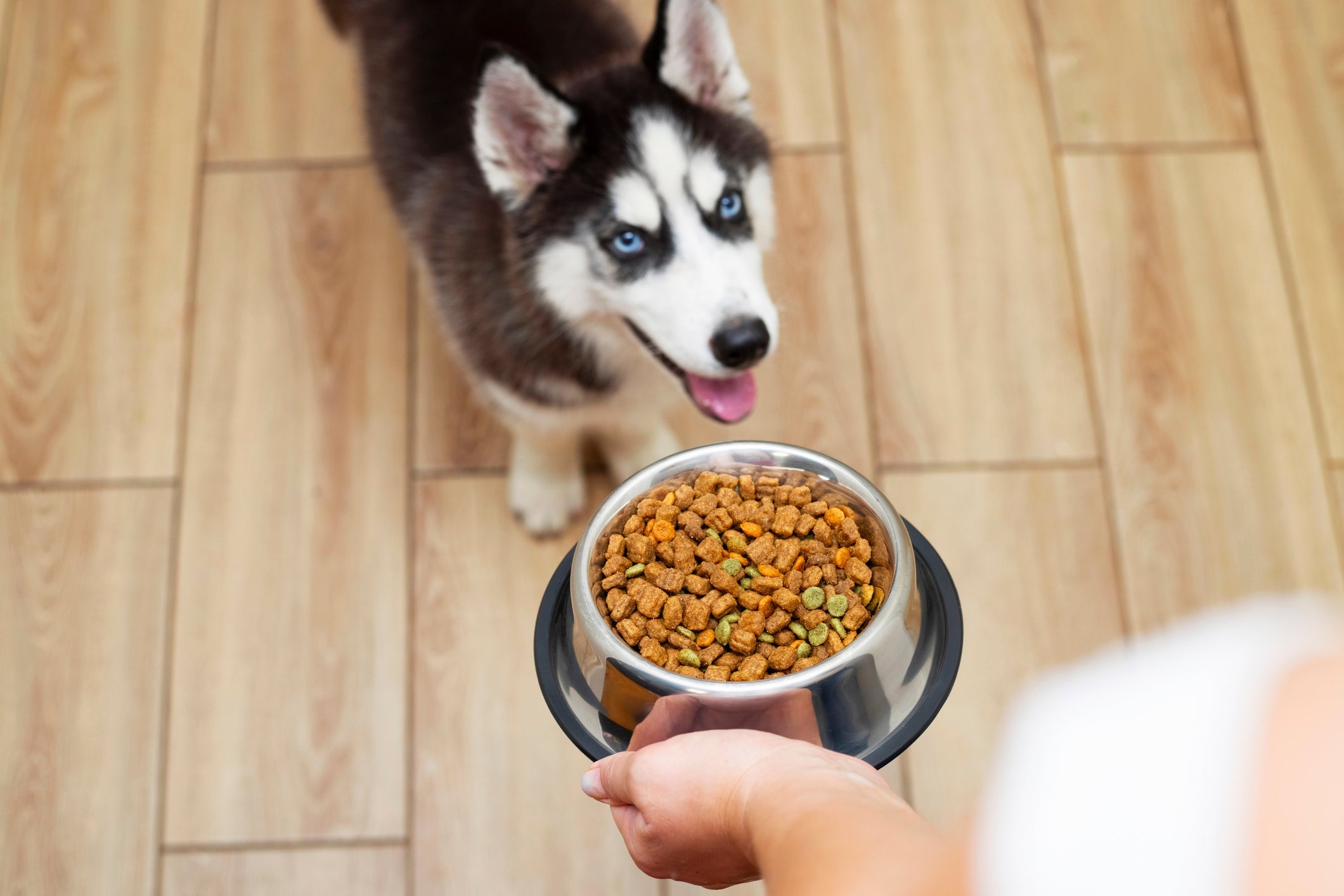 Oferecer a ração para cachorro ideal ajuda a manter a imunidade do animal equilibrada
