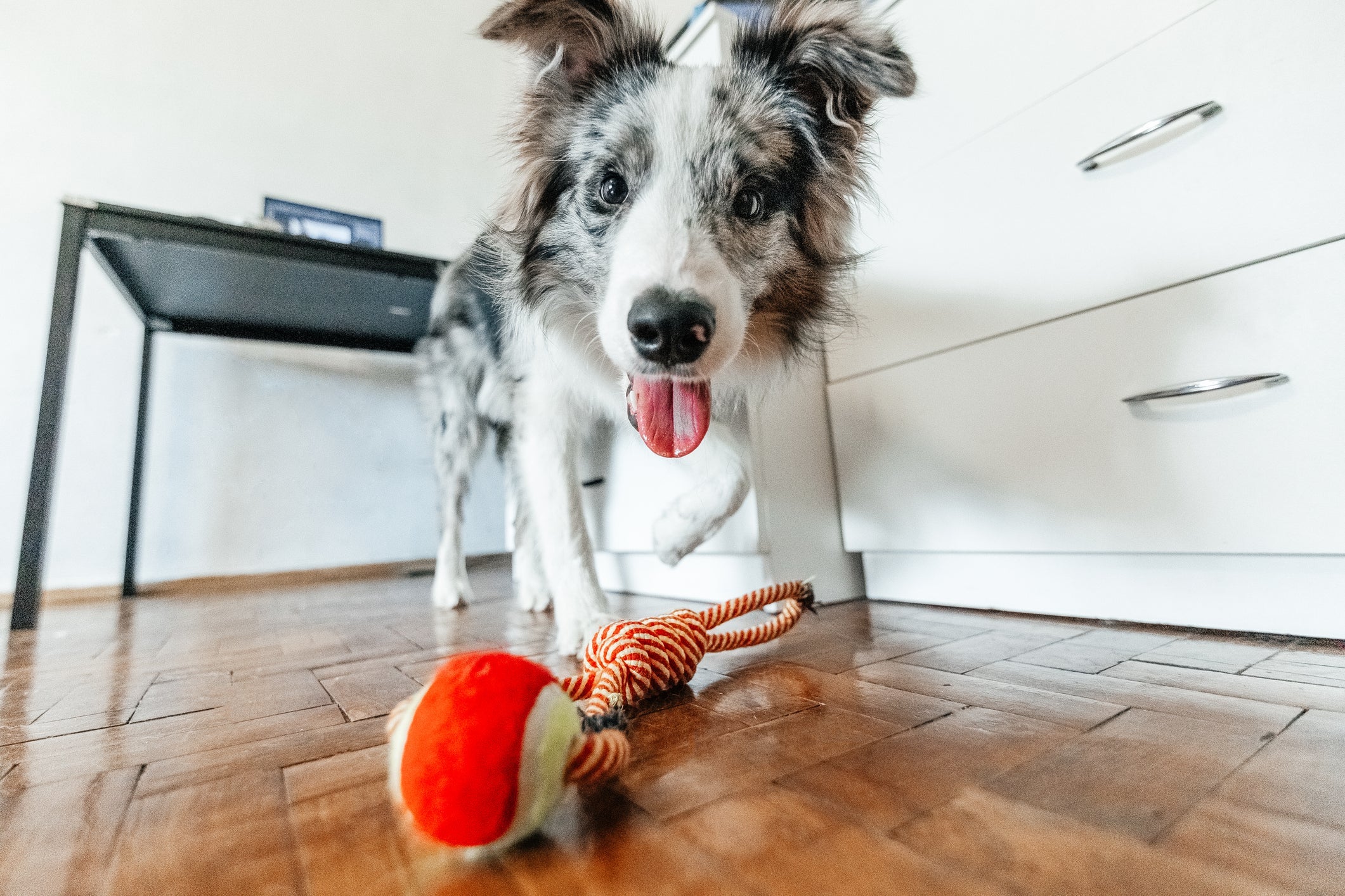 Os brinquedos interativos para cães ajudam na inteligência e na paciência dos animais
