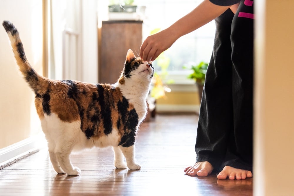 Atrair gatos com comida e associação positiva é sempre uma boa ideia