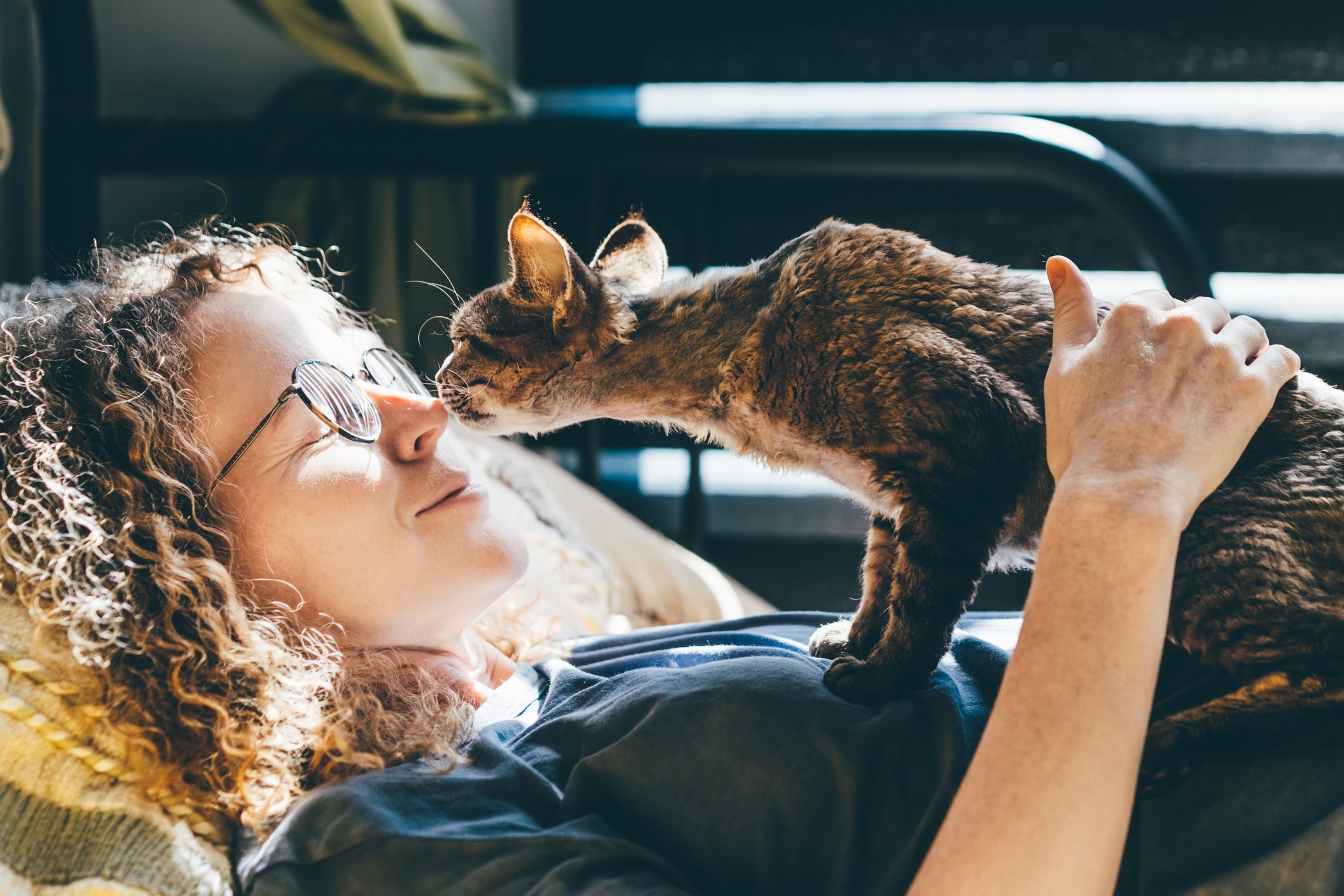 Manter uma rotina calma e respeitar o tempo do gato são atitudes essenciais na adaptação de um pet adotado
