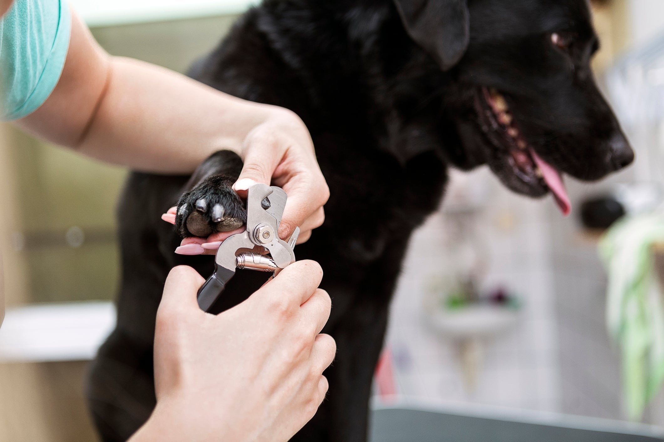 Como cortar unha de cachorro Pinscher? Atenção com a unha preta!
