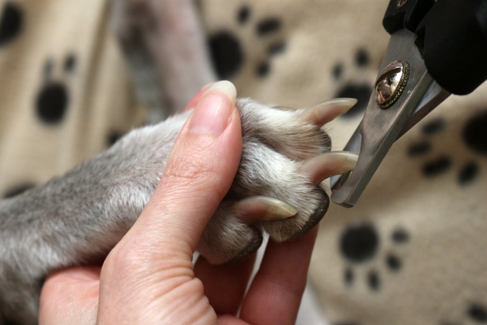 Cortar unha de cachorro: na imagem acima dá para perceber bem o limite entre a unha (parte branca) e o sabugo (parte rosada)