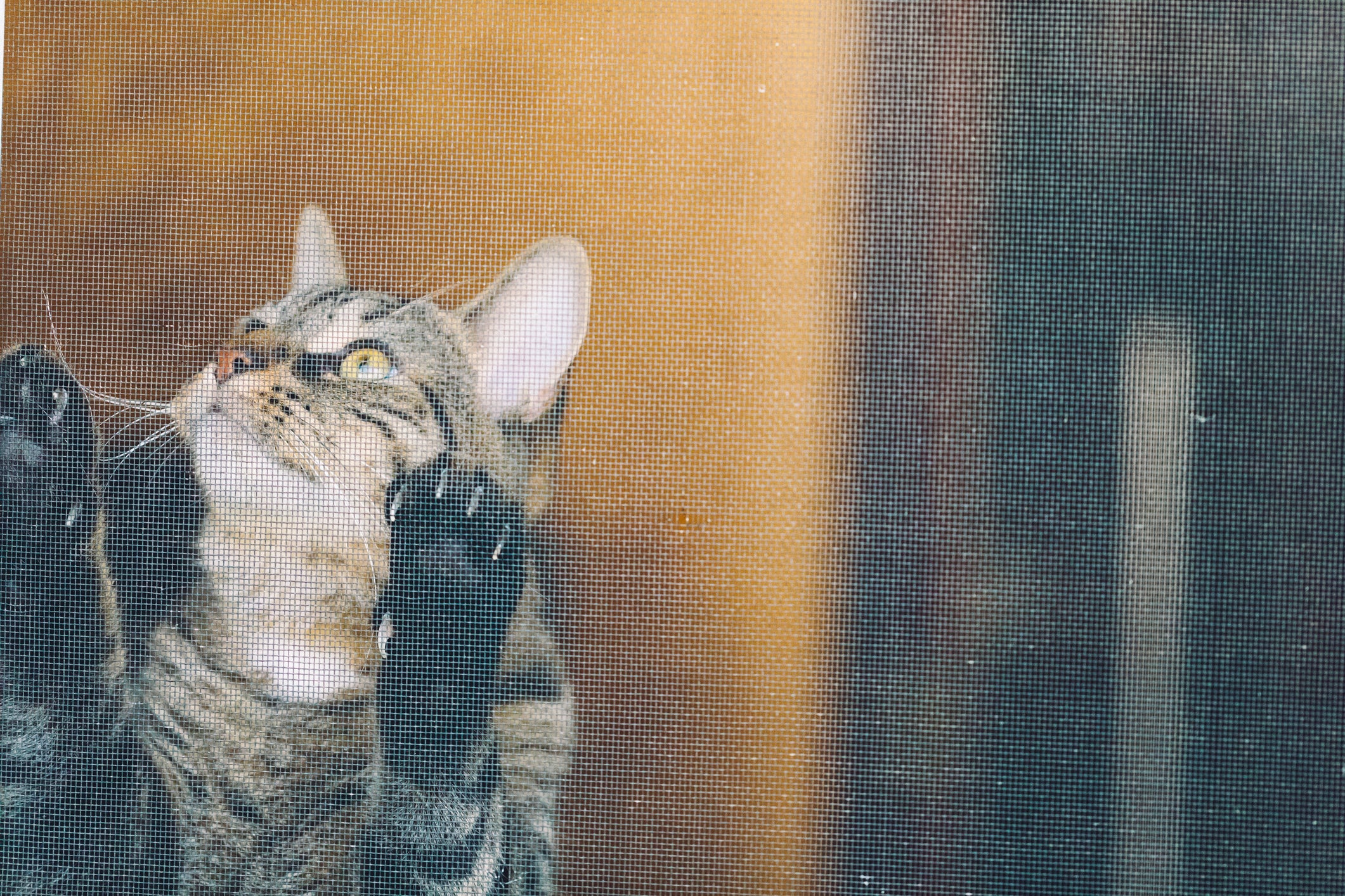 Tela para gatos e cuidados com plantas tóxicas ajudam na segurança do felino no quintal de casa