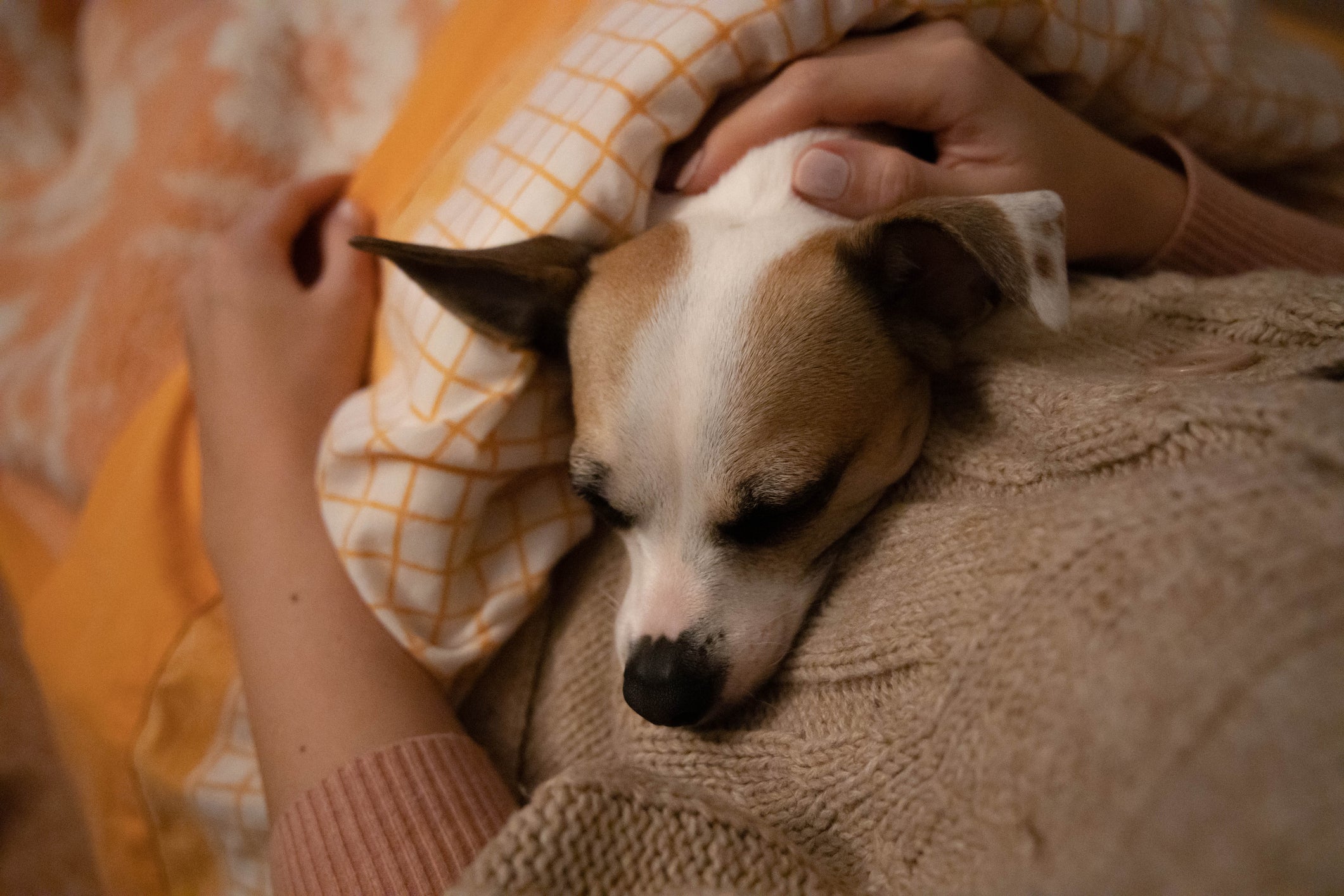 Nos dias muito frios, vale deixar seu cachorro dormir com você na cama