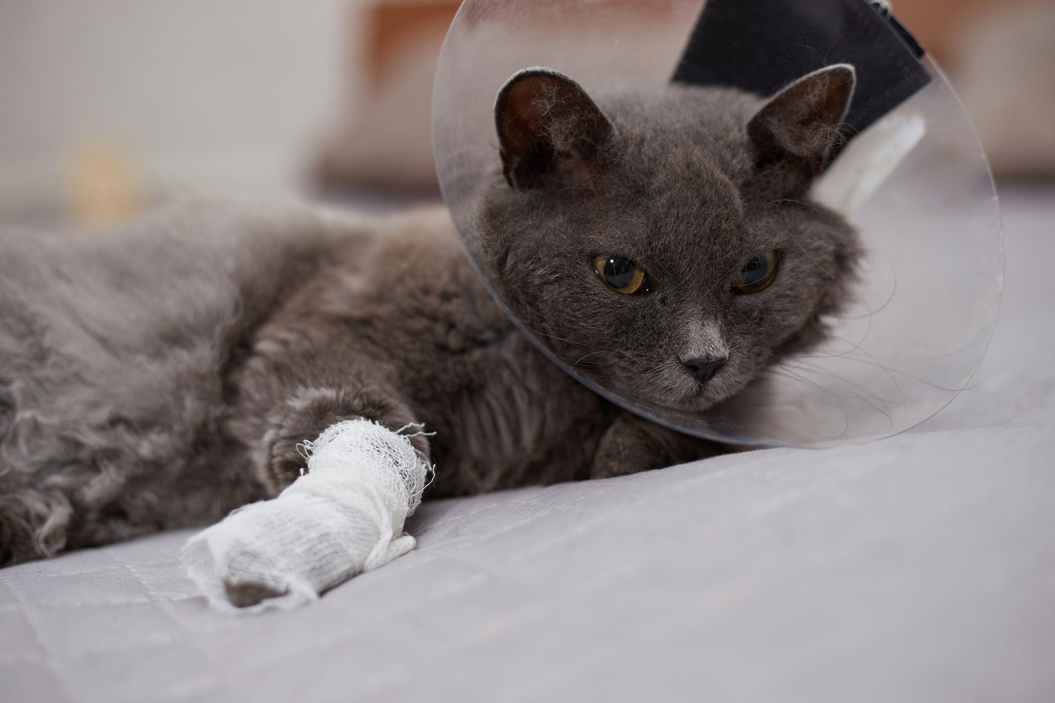 Curativo para ferida de gato pode ser feito em casa se a situação não for muito grave