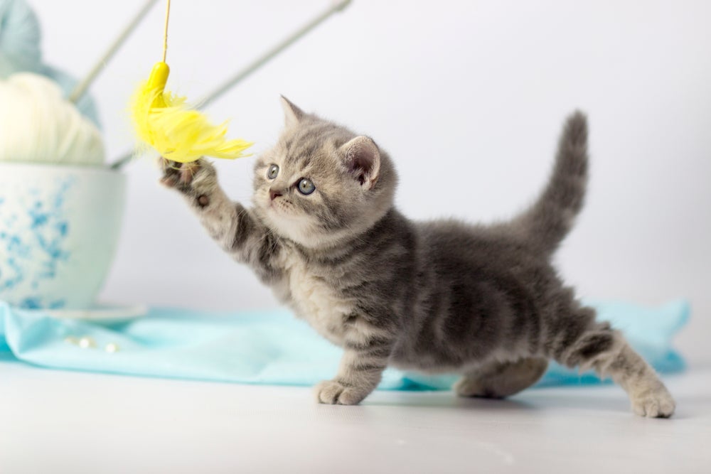O filhote de gato também precisa ser estimulado mentalmente