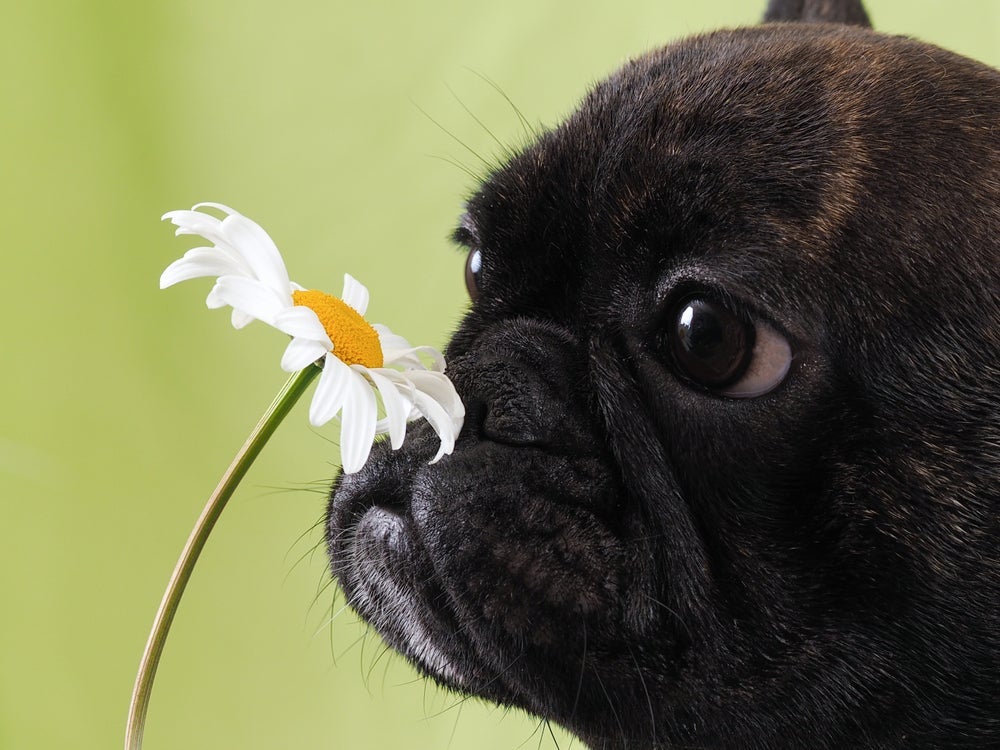 Para evitar alergia em cachorro e outros problemas, cuidado com as flores e plantas
