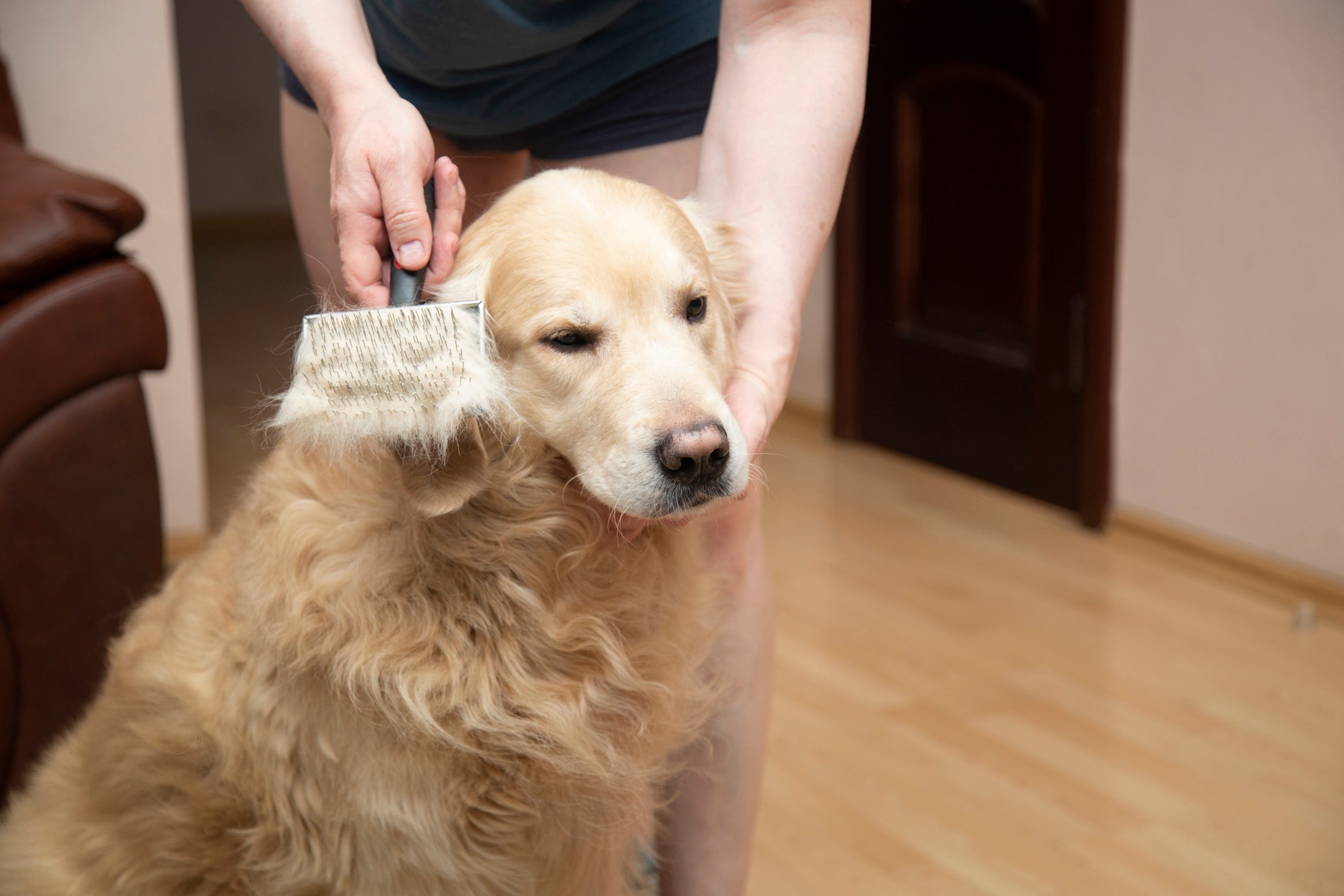 A escovação regular é fundamental para manter a saúde e vitalidade da pelagem do Golden Retriever