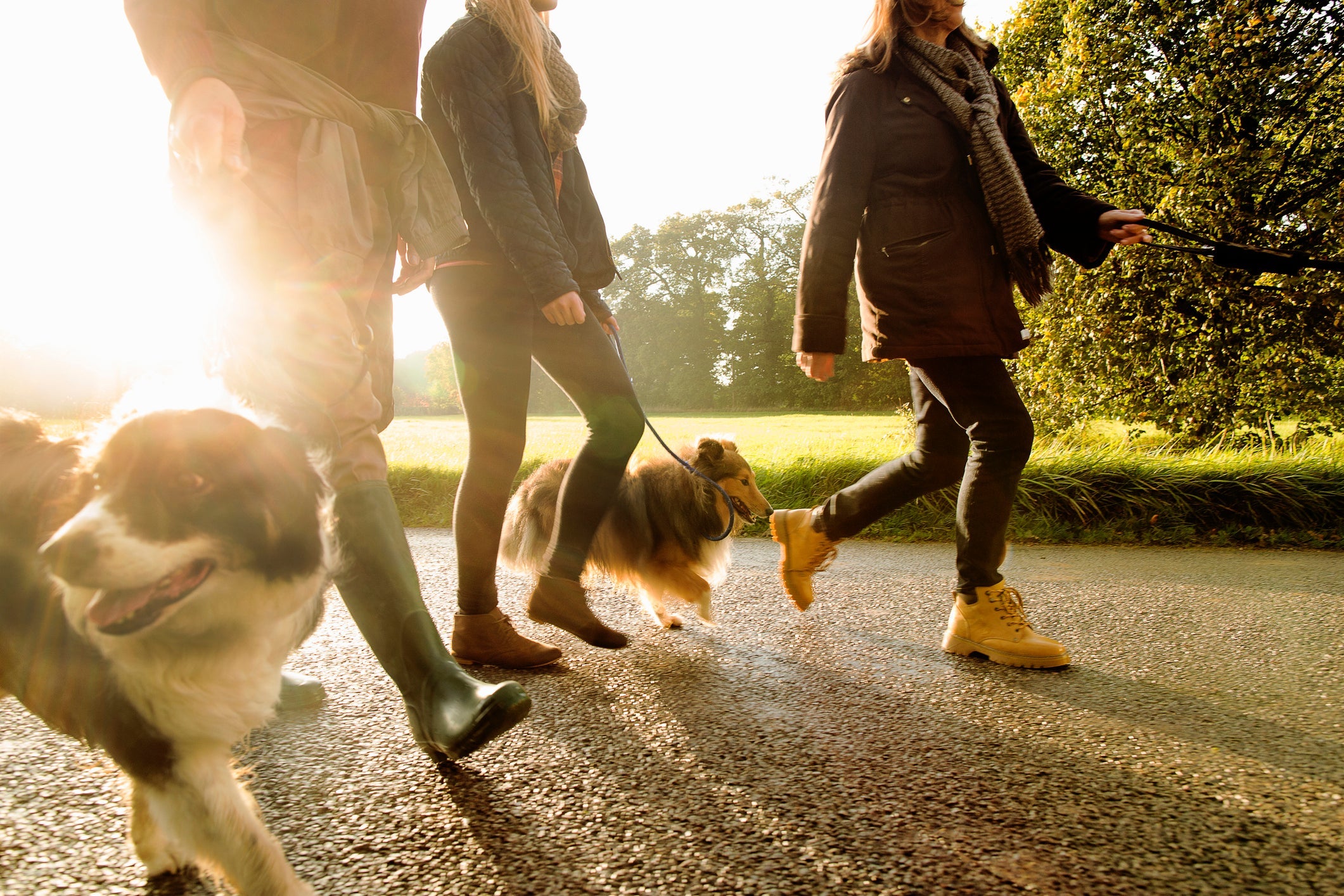 Passear frequentemente pode evitar a inflamação na unha do cachorro