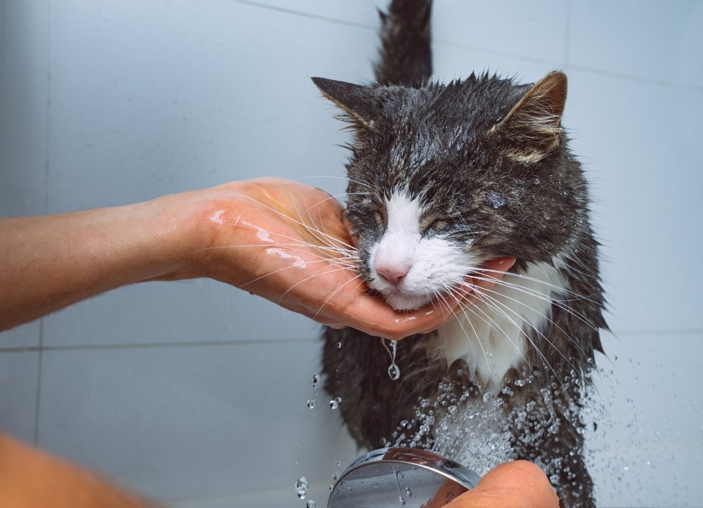 A sarna de gato pode ser tratada com banhos e produtos de uso veterinário
