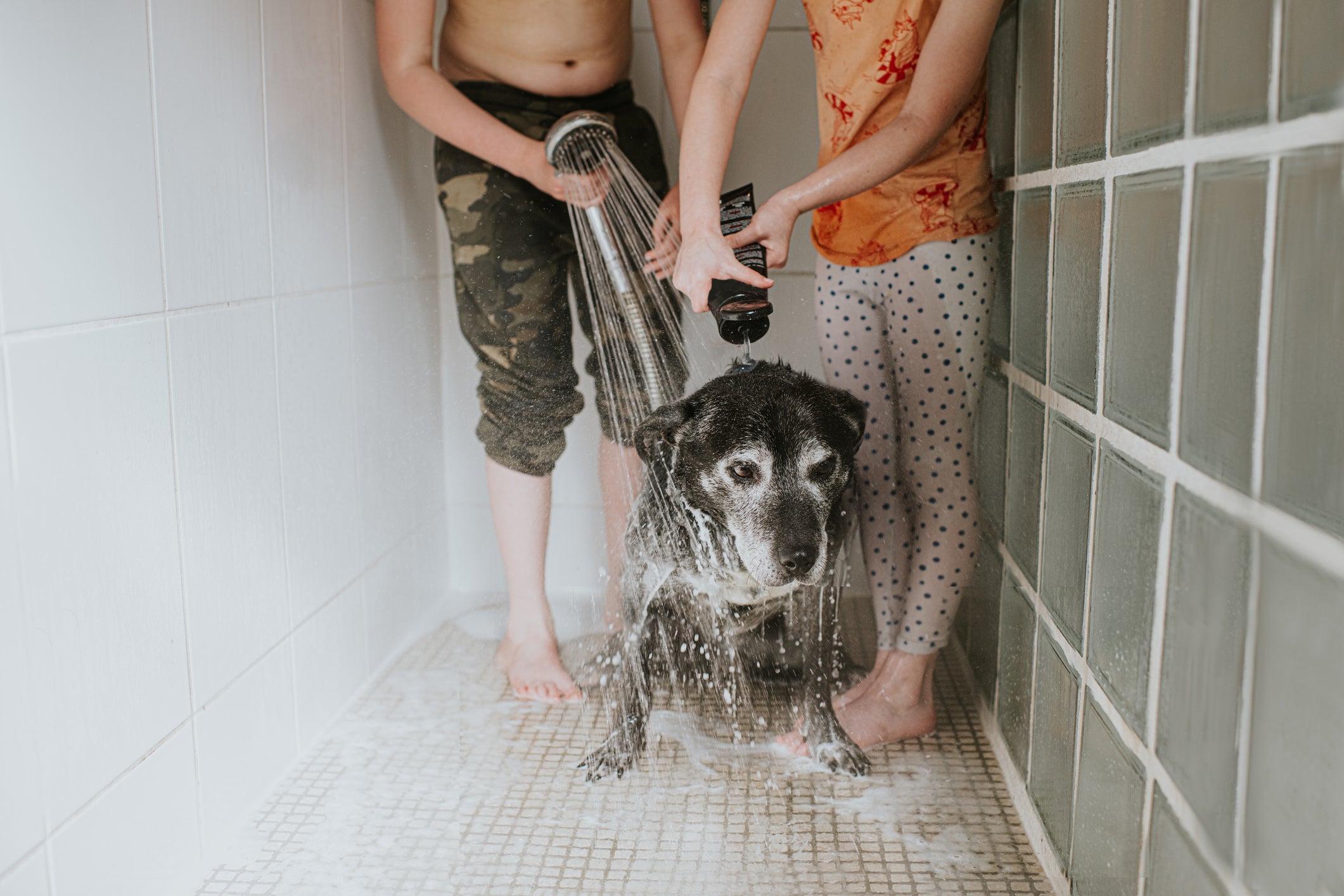 Uma das formas de como tirar cheiro de cachorro do espaço é com a limpeza do ambiente e banhos frequentes