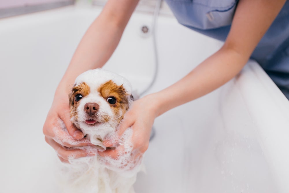 Passe o condicionador no cachorro. Produto ajuda a desembaraçar pelos longos