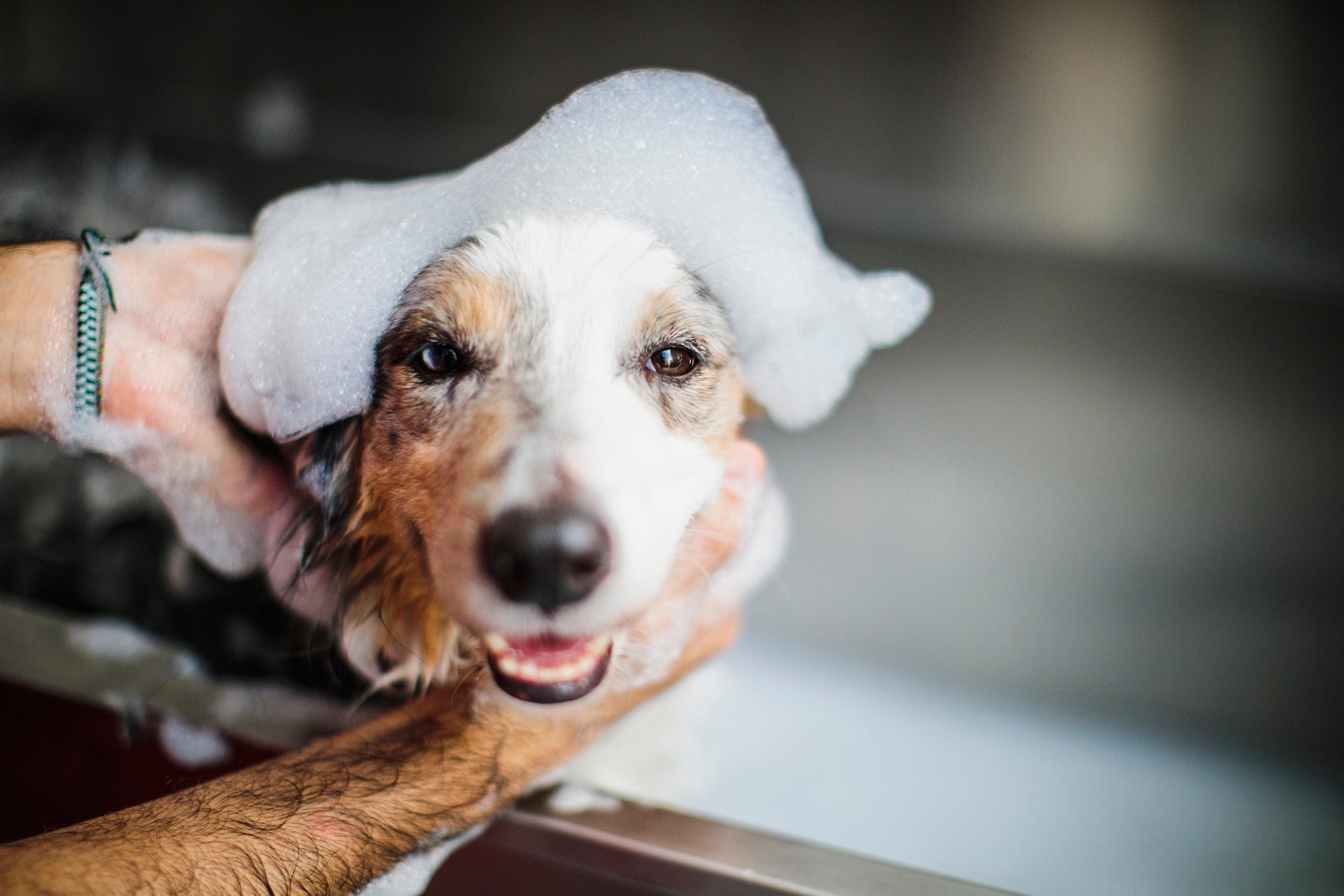 Dermatite atópica canina: o shampoo para dermatite pode ajudar no tratamento