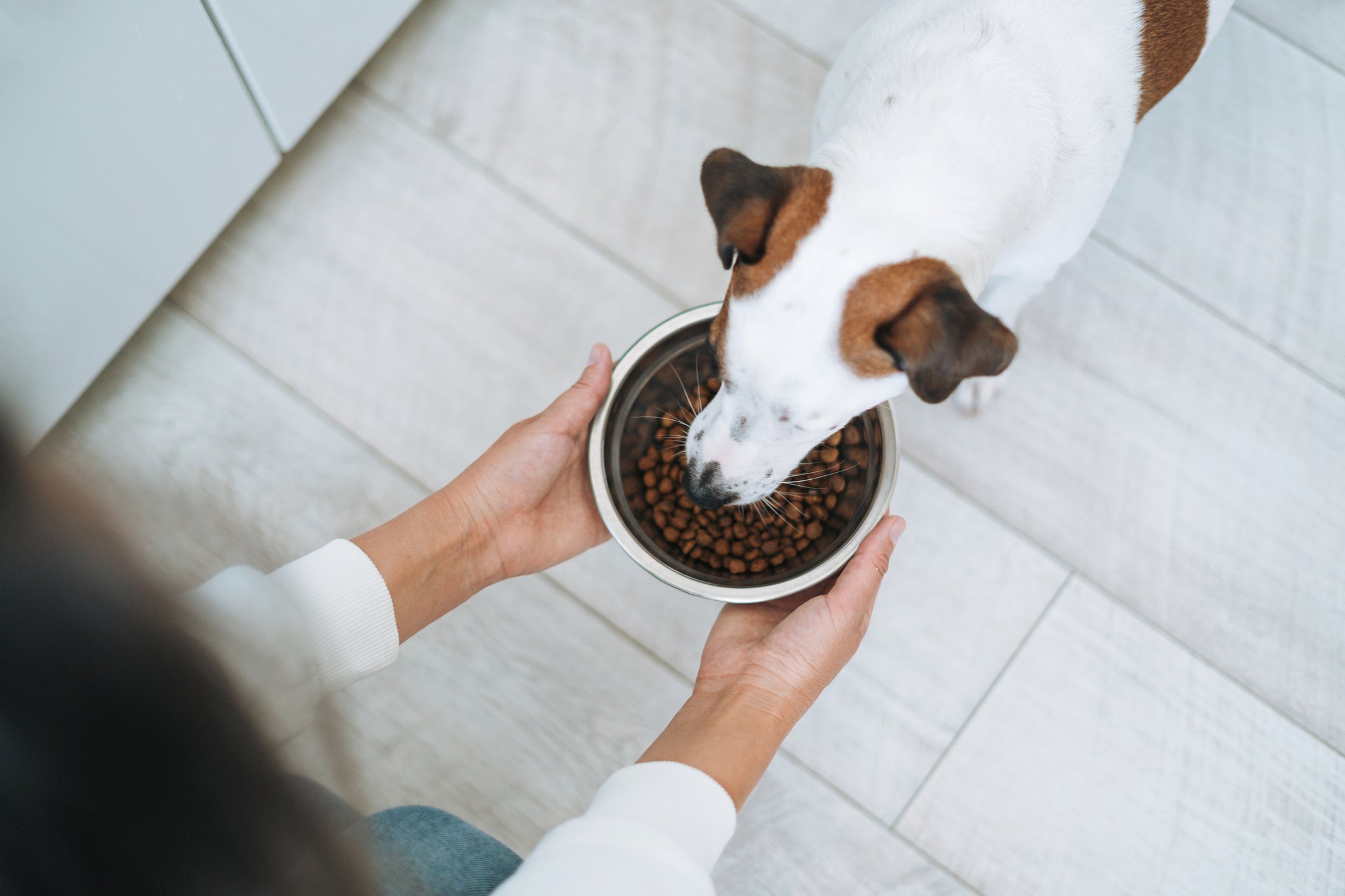 Para saber como ganhar a confiança de um cachorro, oferecer comida é uma das possíveis táticas