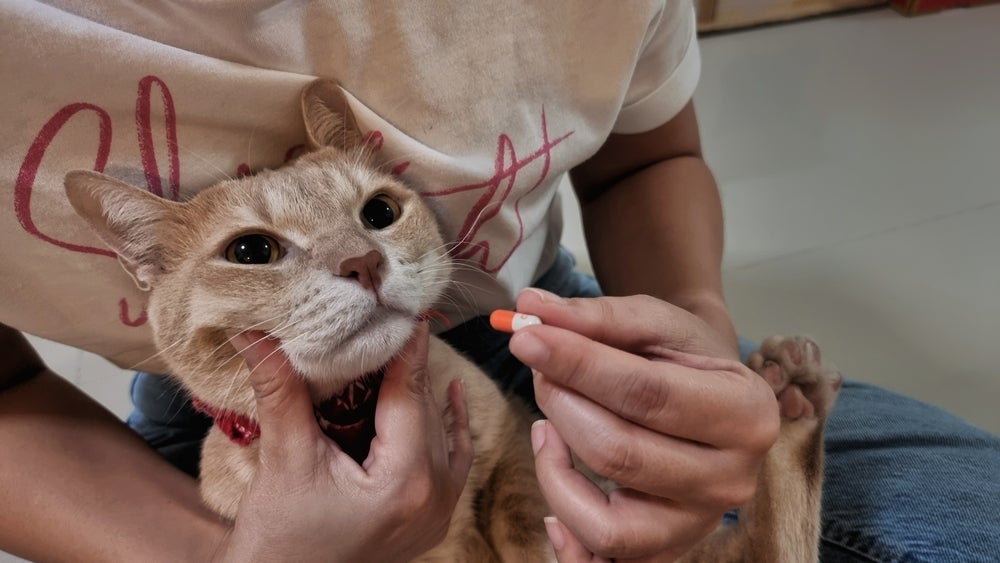 Como dar comprimido para gato: algumas dicas ajudam a dar mais conforto para o pet nesse momento. 