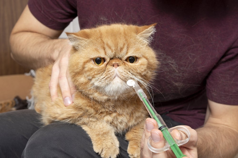 O aplicador de comprimido para gatos pode ser usado em alguns casos