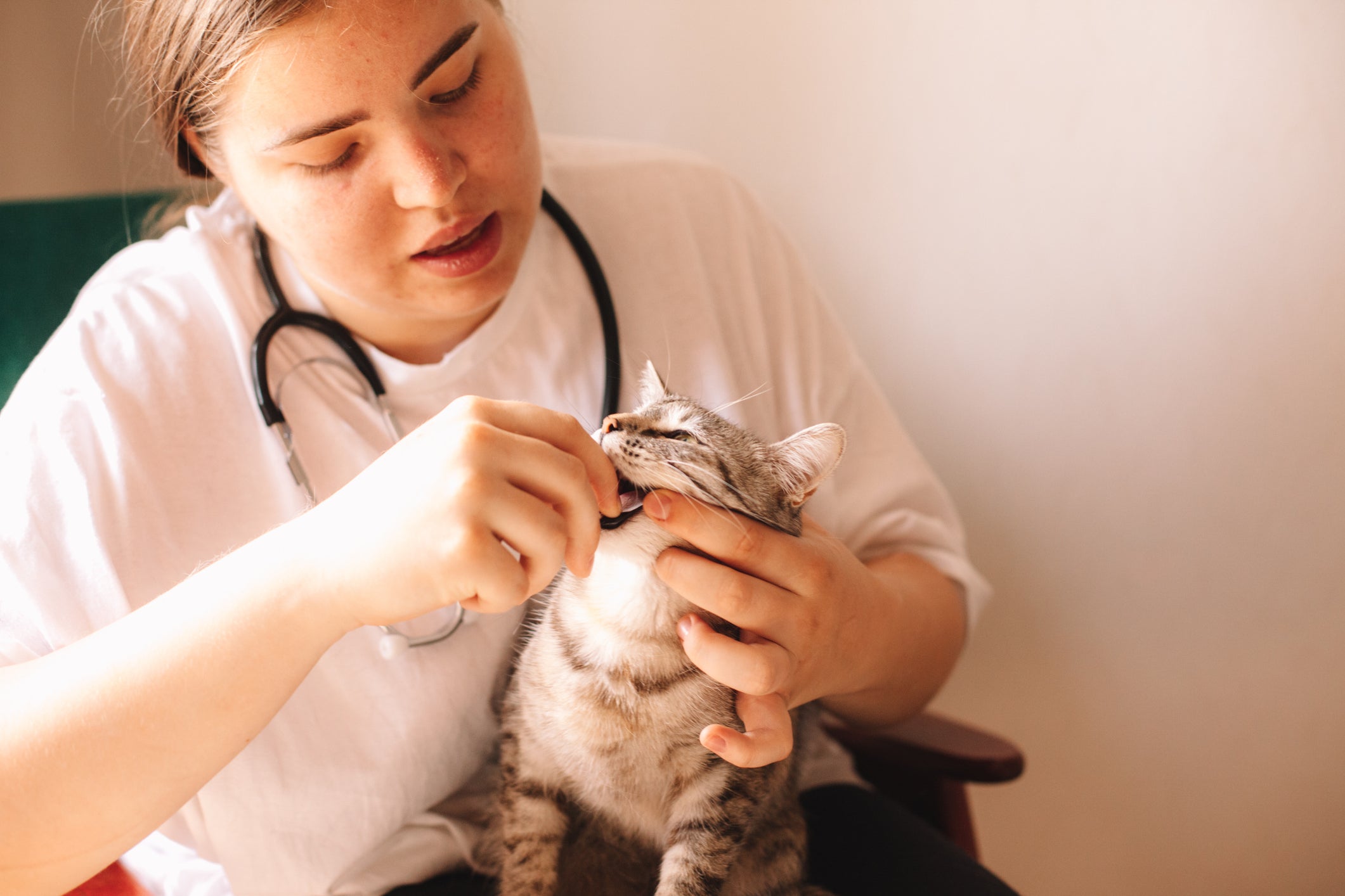 É importante saber como dar remédio para gato de maneira amigável para não estressá-lo