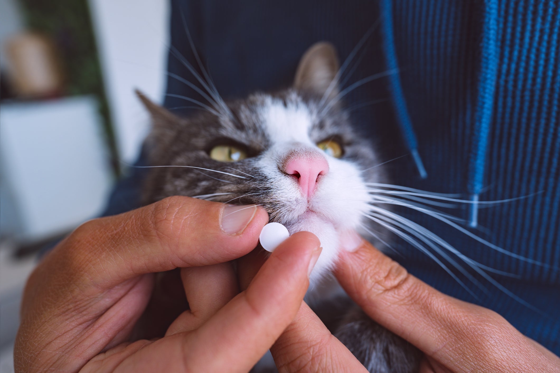 Saber como dar remédio para gatos faz toda a diferença nos cuidado com o pet