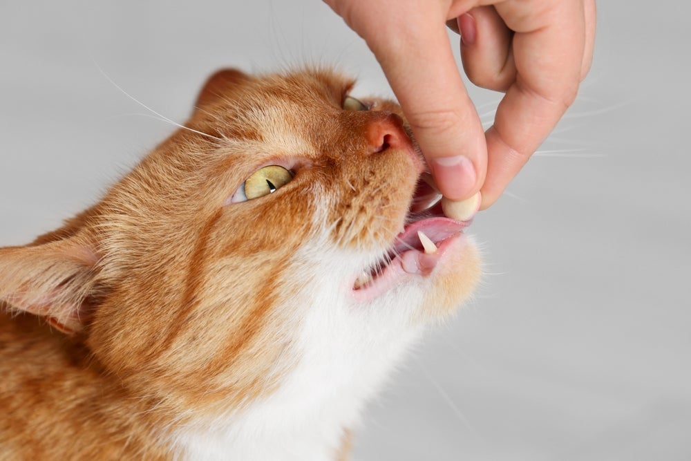 A melhor forma de como dar comprimido a gato é enfiando o remédio rapidamente no final da língua para facilitar a ingestão