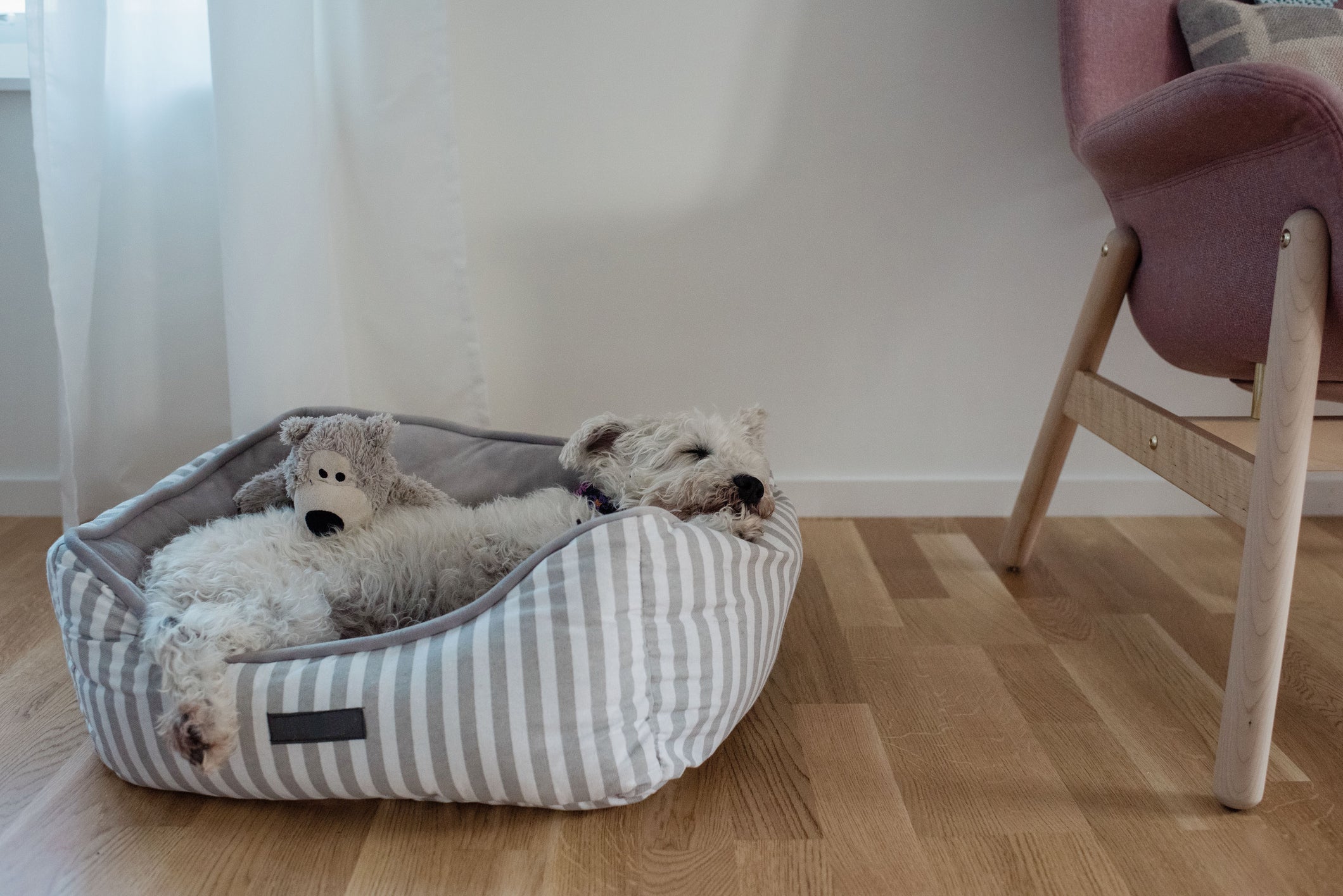 O primeiro passo de como fazer cachorro dormir no lugar certo é escolher uma caminha de acordo com seu tamanho