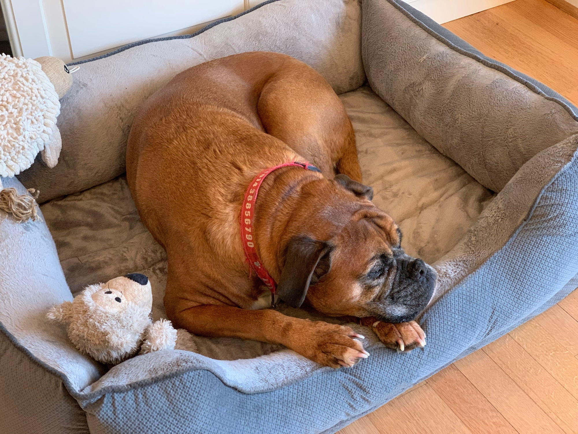 Cachorros grandes para apartamento: Boxer é uma raça que consegue viver nesse espaço