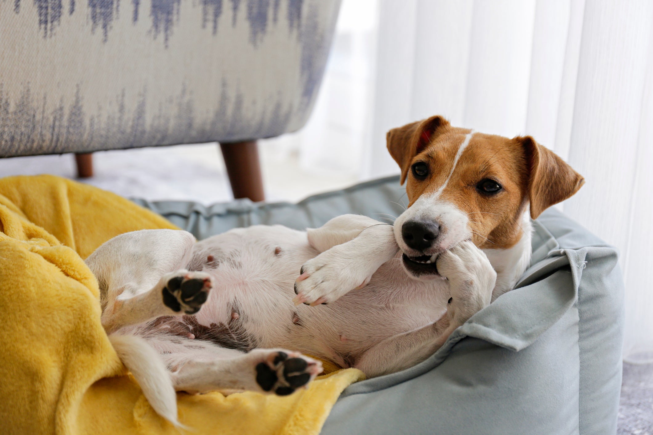 Quando o cachorro dorme com um cobertor que tenha o cheiro do tutor, o local se torna mais familiar para ele