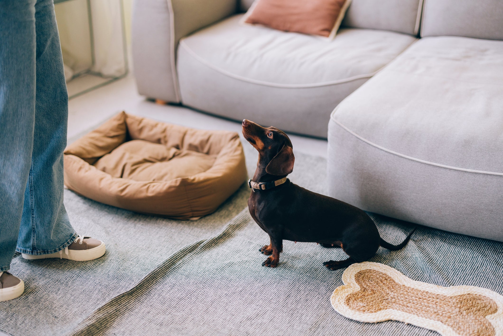 Ao ver o cachorro dormindo na cama, ofereça um petisco como recompensa pelo bom comportamento
