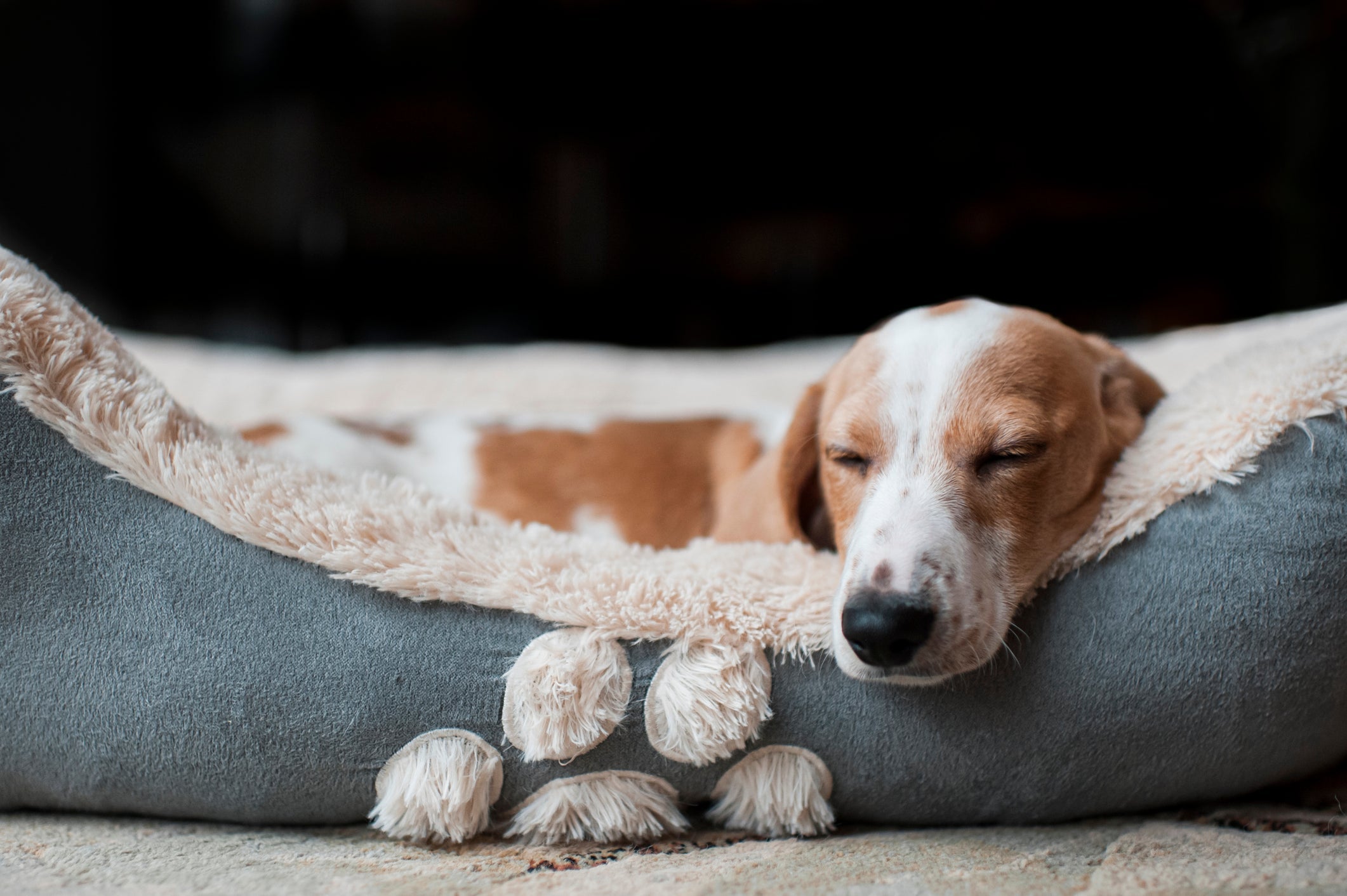 Deixar o cachorro dormindo no lugar certo pode demorar, mas tenha calma e nÃ£o desista do processo