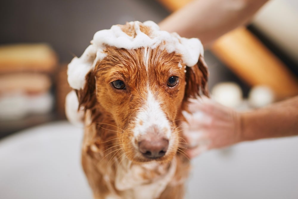 Como deixar o cachorro cheiroso: aposte em uma combinação de shampoos específicos para cães
