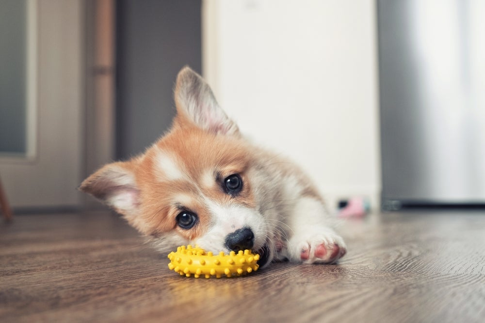 Brinquedos para cachorros que ficam sozinhos deixam o pet mais feliz