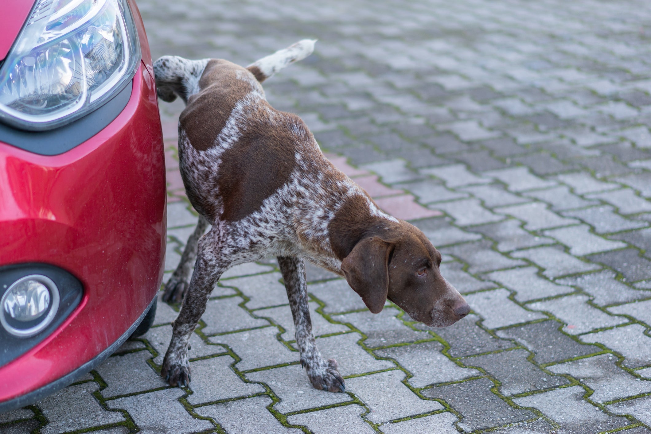 O xixi de cachorro pode corroer metais e danificar pneus, portões e outros objetos