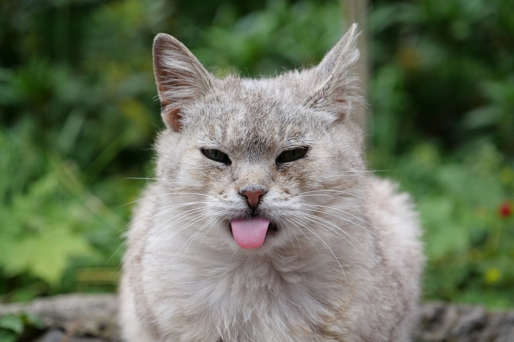 O gato engasgado tosse bastante, apresenta dificuldade para respirar e saliva em excesso