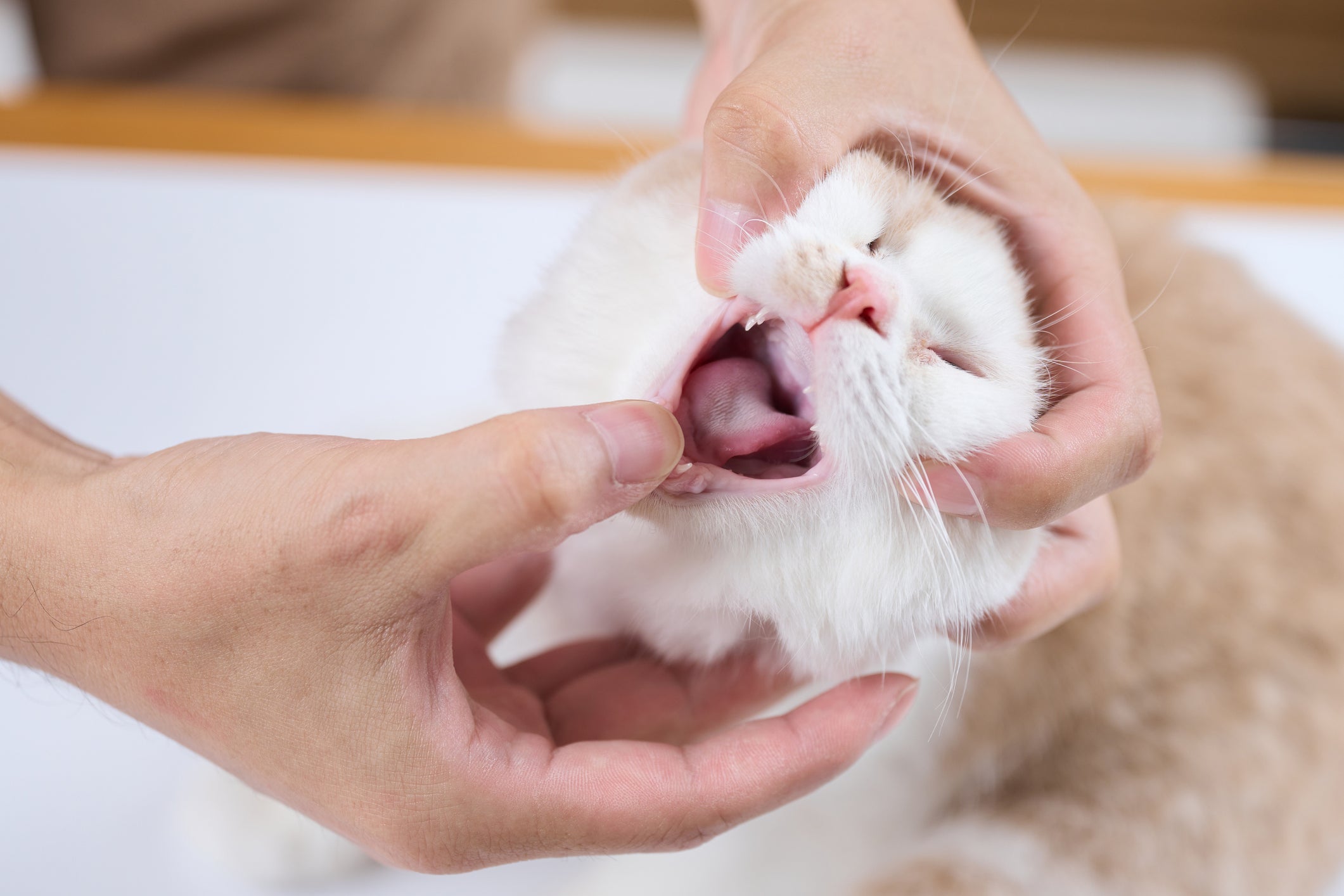 Como desengasgar um gato? Você vai precisar seguir alguns passos para desobstruir as vias aéreas do animal
