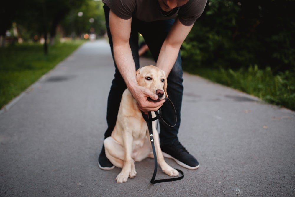A melhor maneira de como desengasgar cachorro é com a manobra de Heimlich